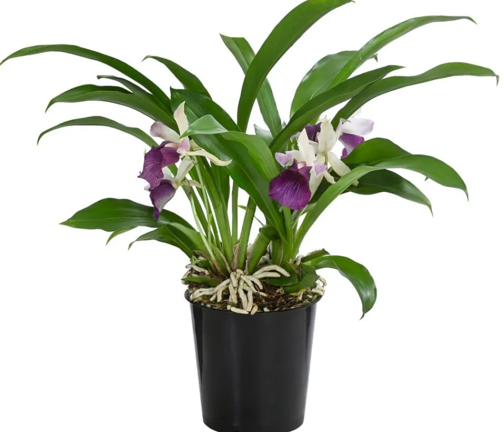 Dehner Orchideen - Cochleanthes-Orchidee - Cochleanthes hybride