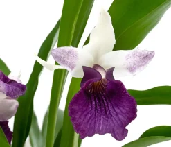 Dehner Orchideen - Cochleanthes-Orchidee - Cochleanthes hybride
