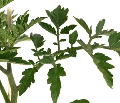 Dehner Auberginen- & Tomatenpflanzen - Cocktailtomate, Rot