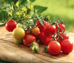 Dehner Auberginen- & Tomatenpflanzen - Cocktailtomate, Rot