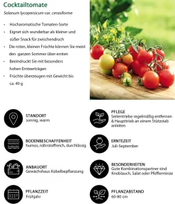 Dehner Auberginen- & Tomatenpflanzen - Cocktailtomate, Rot