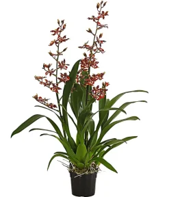 Dehner Colmanara-Orchidee - Colmanara 'Andrea' Sale