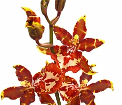 Dehner Colmanara-Orchidee - Colmanara 'Andrea' Sale