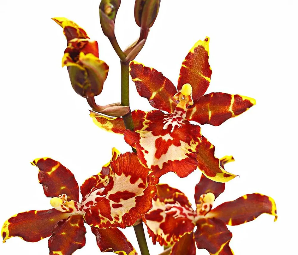 Dehner Colmanara-Orchidee - Colmanara 'Andrea' Sale