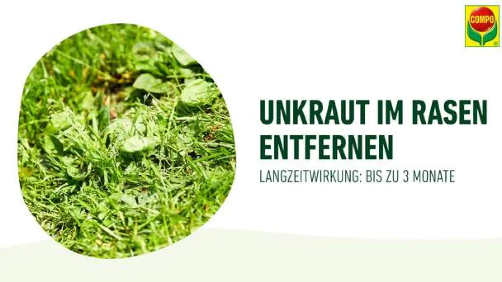 Compo Rasendünger|Unkrautvernichter - Rasendünger plus Unkrautvernichter