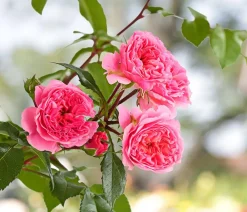 Dehner Rosen > COURTYARD® Kletterrosen