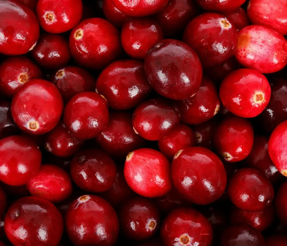 Dehner Weinreben & Gartenobst|Beerensträucher - Cranberry 'Cranny' Rot
