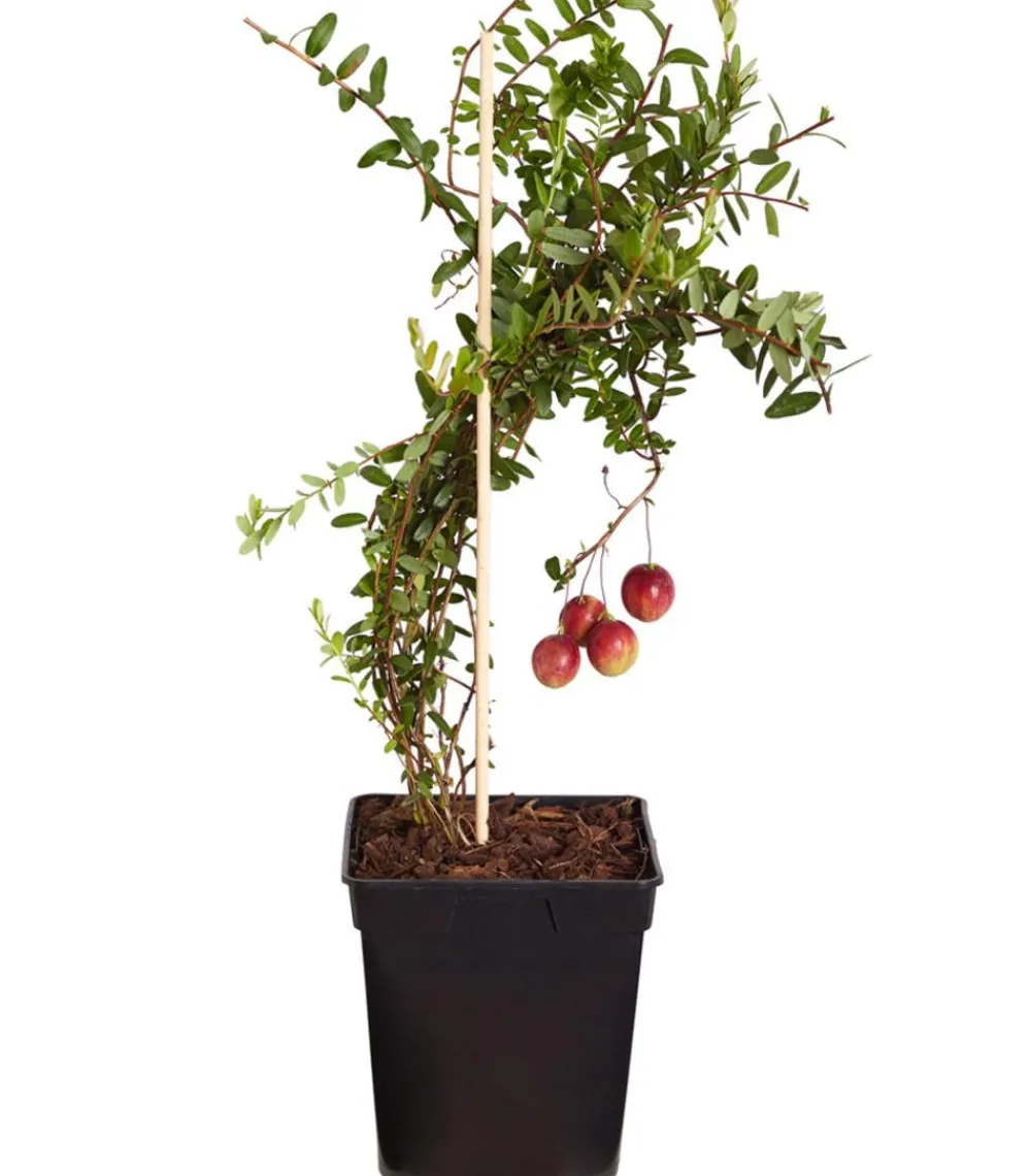 Dehner Weinreben & Gartenobst|Beerensträucher - Cranberry 'Cranny' Rot