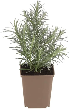 Dehner Currykraut Sale