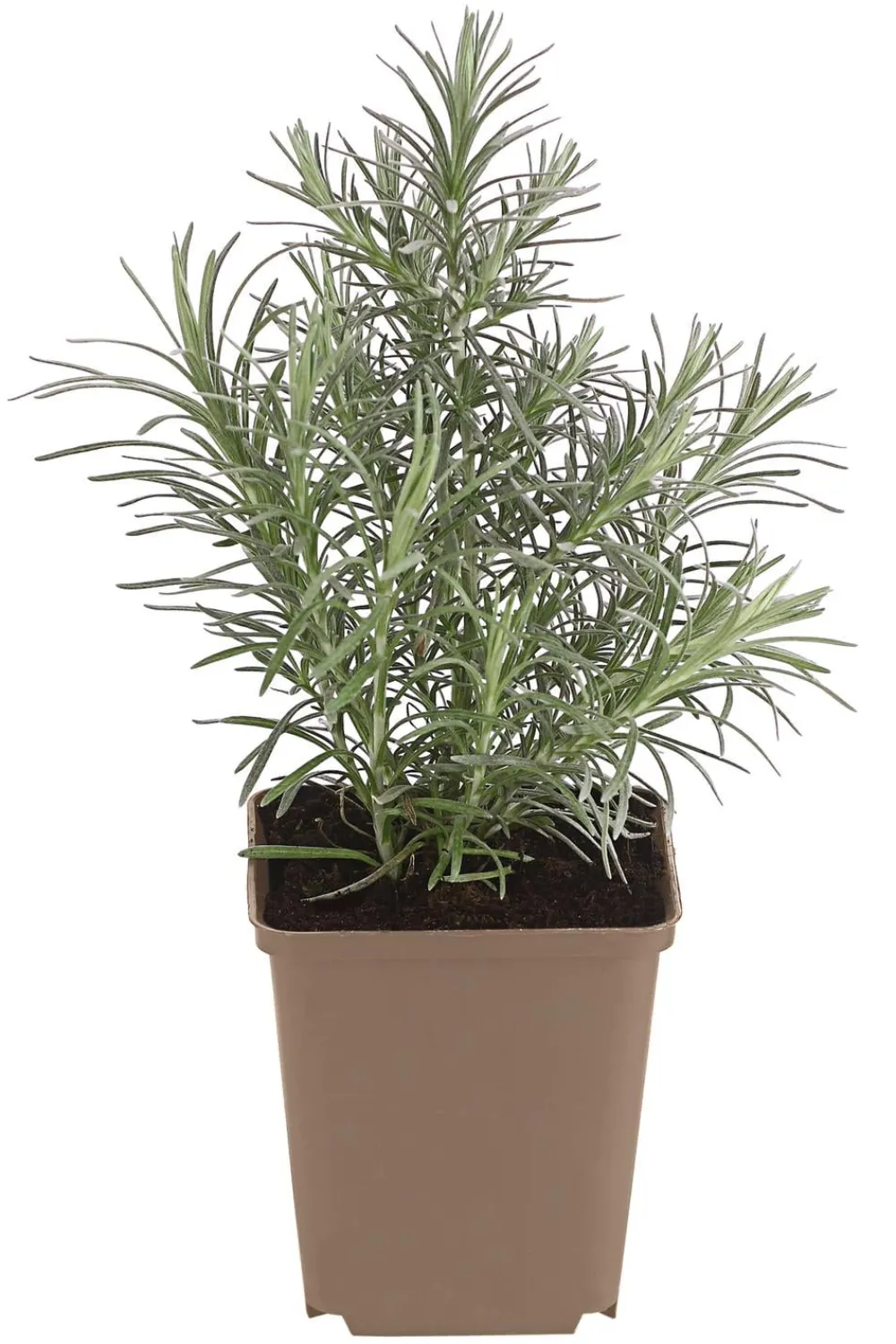 Dehner Currykraut Sale