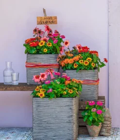 Dehner Terrassenpflanzen|Sommerblumen > Dahlie 'Dahlegria Tricolore'