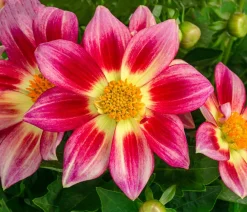 Dehner Sommerblumen - Dahlie 'Summer Bees'