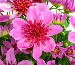 Dehner Dahlie 'Supernova' Sale