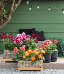 Dehner Terrassenpflanzen|Sommerblumen > Dahlie, verschiedene Farben