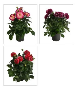 Dehner Terrassenpflanzen|Sommerblumen > Dahlie, verschiedene Farben