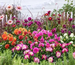 Dehner Terrassenpflanzen|Sommerblumen > Dahlie, verschiedene Farben