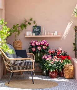 Dehner Terrassenpflanzen|Sommerblumen > Dahlie, verschiedene Farben
