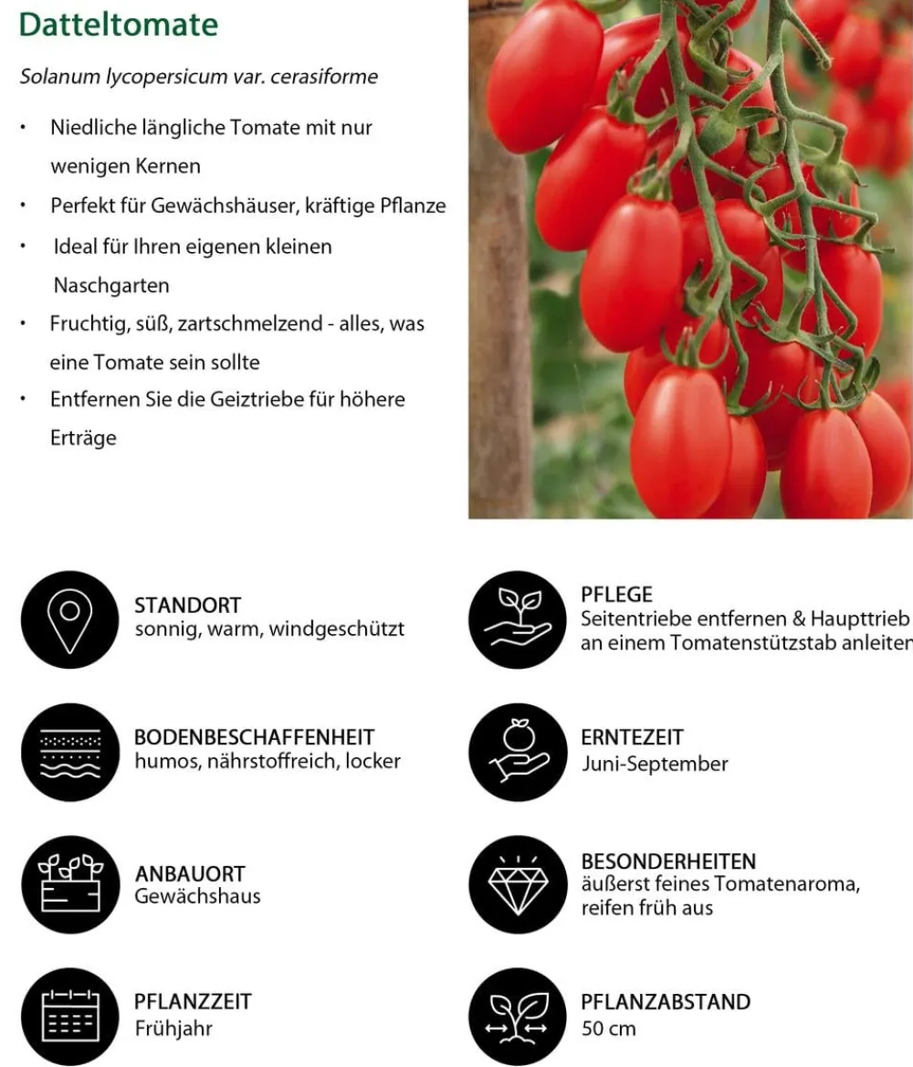 Dehner Datteltomate Rot New