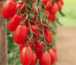 Dehner Datteltomate Rot New