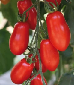 Dehner Datteltomate Rot New