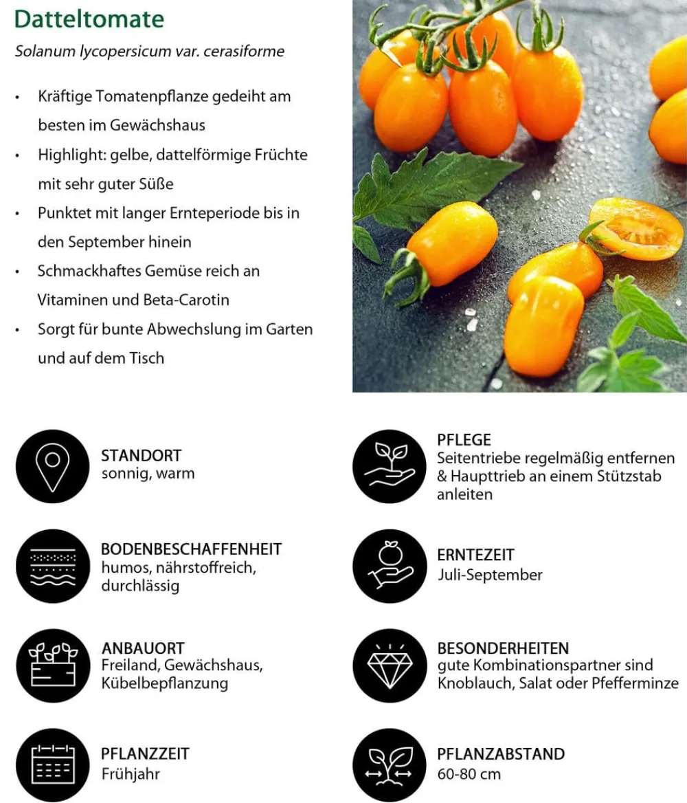 Dehner Auberginen- & Tomatenpflanzen - Datteltomate, Orange