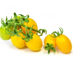 Dehner Auberginen- & Tomatenpflanzen - Datteltomate, Orange