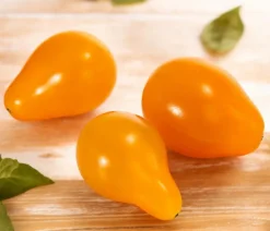 Dehner Auberginen- & Tomatenpflanzen - Datteltomate, Orange