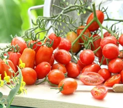 Dehner Auberginen- & Tomatenpflanzen > Datteltomate,