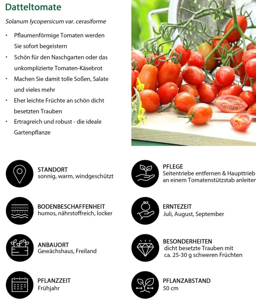Dehner Auberginen- & Tomatenpflanzen > Datteltomate,