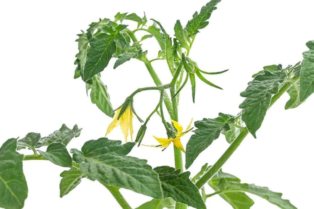 Dehner Auberginen- & Tomatenpflanzen > Datteltomate,