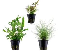 Dehner Aqua Aquarienpflanzen-Set Einsteiger 235, 3-teilig Grün Clearance