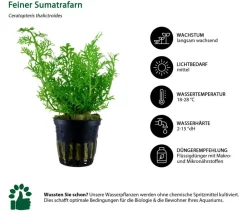 Dehner Aqua Aquariumpflanzen - Aquarienpflanzen-Set Hintergrundbepflanzung 207, 5-teilig