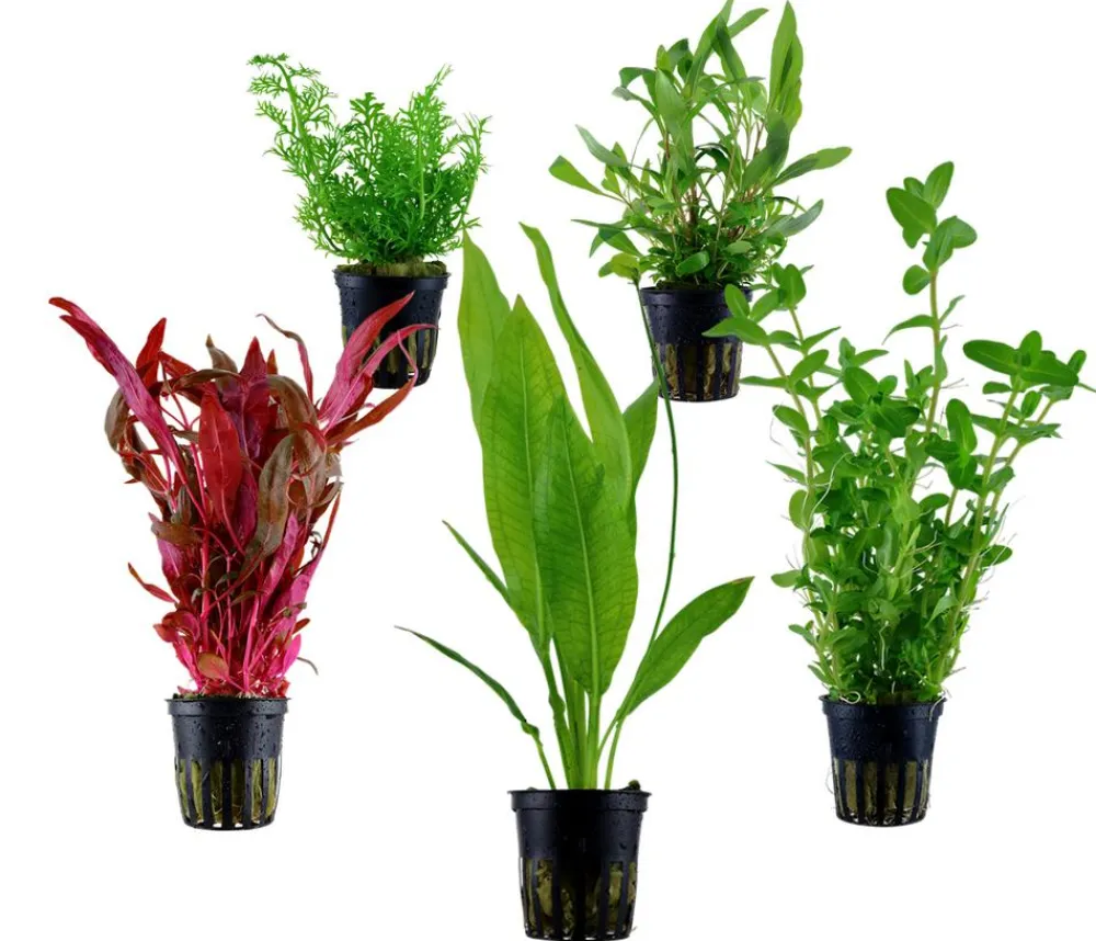 Dehner Aqua Aquariumpflanzen - Aquarienpflanzen-Set Hintergrundbepflanzung 207, 5-teilig