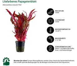 Dehner Aqua Aquariumpflanzen - Aquarienpflanzen-Set Hintergrundbepflanzung 207, 5-teilig