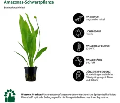 Dehner Aqua Aquariumpflanzen - Aquarienpflanzen-Set Hintergrundbepflanzung 207, 5-teilig