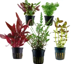 Dehner Aqua Aquariumpflanzen > Aquarienpflanzen-Set Mittelgrundbepflanzung 204, 5-teilig