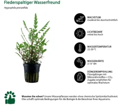Dehner Aqua Aquariumpflanzen > Aquarienpflanzen-Set Mittelgrundbepflanzung 204, 5-teilig