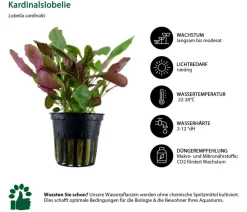 Dehner Aqua Aquariumpflanzen > Aquarienpflanzen-Set Mittelgrundbepflanzung 204, 5-teilig