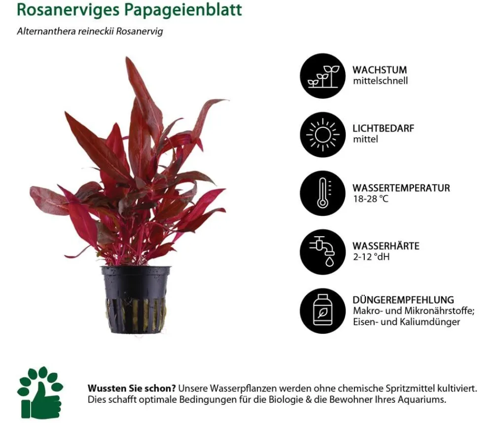 Dehner Aqua Aquariumpflanzen > Aquarienpflanzen-Set Mittelgrundbepflanzung 204, 5-teilig