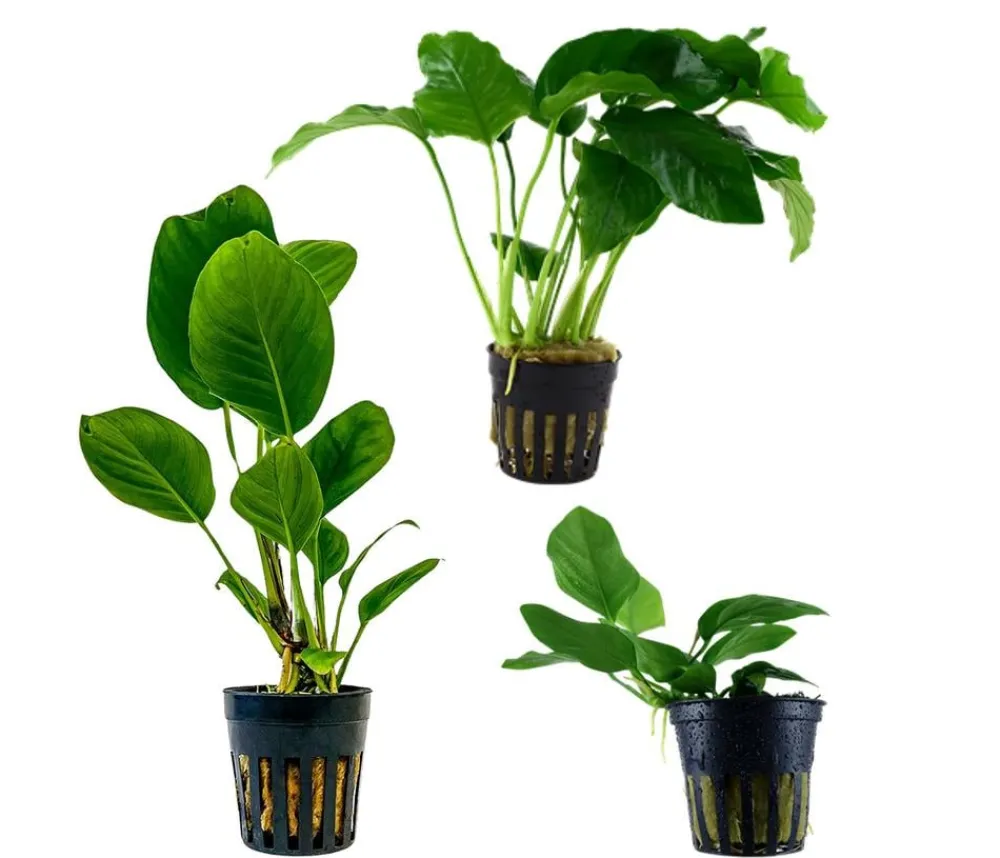 Dehner Aqua Aquariumpflanzen > Aquarienpflanzen-Set Anubias 242, 3-teilig