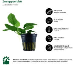Dehner Aqua Aquariumpflanzen > Aquarienpflanzen-Set Anubias 242, 3-teilig