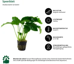 Dehner Aqua Aquariumpflanzen > Aquarienpflanzen-Set Anubias 242, 3-teilig