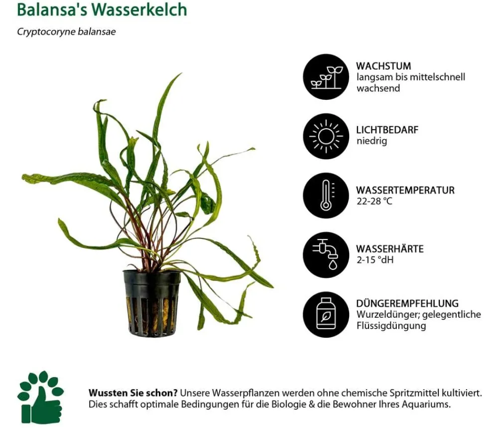 Dehner Aqua Aquariumpflanzen > Aquarienpflanzen-Set Einsteiger 236, 3-teilig
