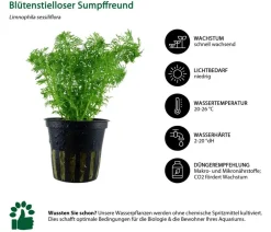 Dehner Aqua Aquariumpflanzen > Aquarienpflanzen-Set Einsteiger 222, 5-teilig