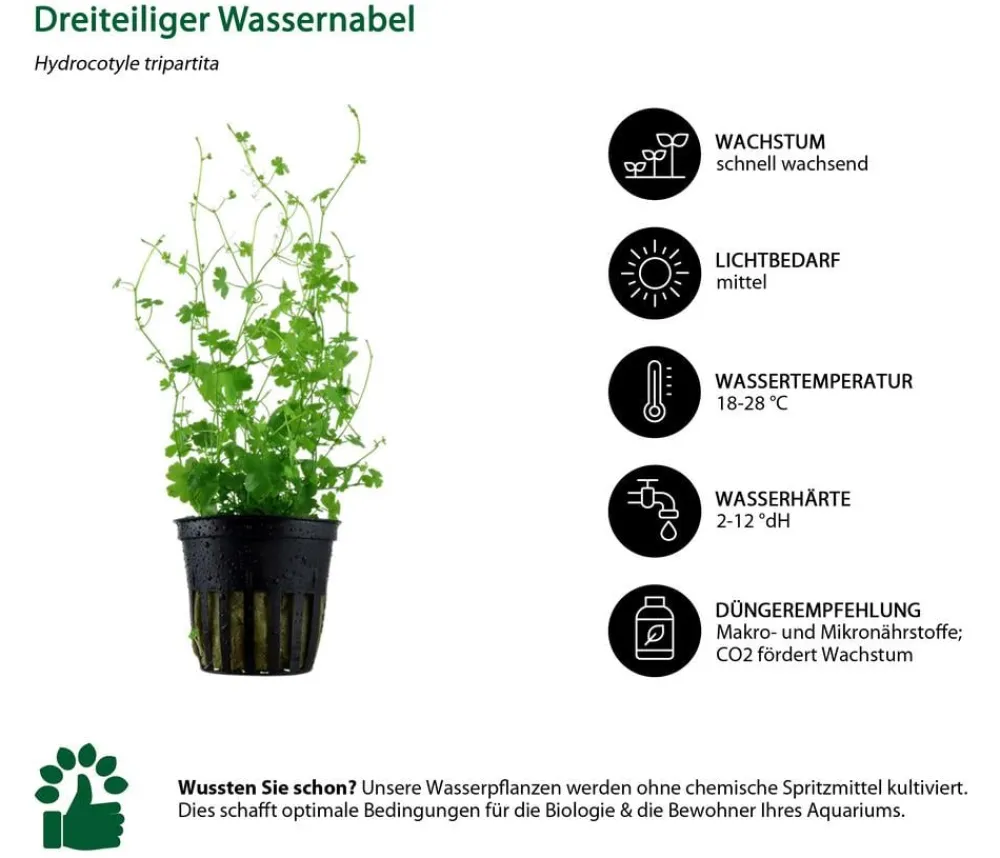 Dehner Aqua Aquariumpflanzen > Aquarienpflanzen-Set Mittelgrundbepflanzung 205, 5-teilig