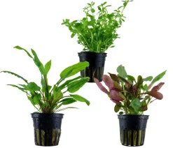 Dehner Aqua Aquariumpflanzen > Aquarienpflanzen-Set Mittelgrundbepflanzung 229, 3-teilig
