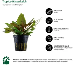 Dehner Aqua Aquariumpflanzen > Aquarienpflanzen-Set Cryptocoryne 238, 3-teilig