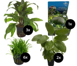 Dehner Aqua Aquarienpflanzen-Set für Start 80, 12-teilig Hot