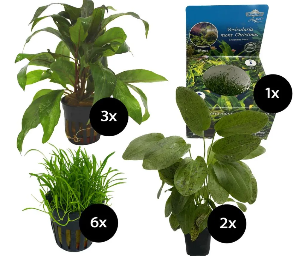 Dehner Aqua Aquarienpflanzen-Set für Start 80, 12-teilig Hot