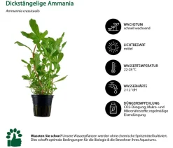 Dehner Aqua Aquarienpflanzen-Set Einsteiger 212, 5-teilig Hot